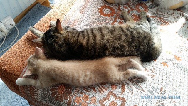 Котовторник 19.08.2014