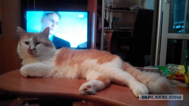 Котовторник