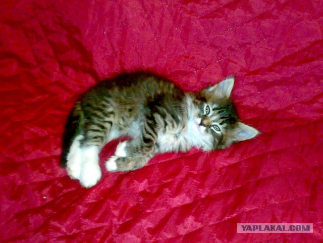 Котовторник