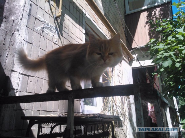 Котовторник 09.06.2015