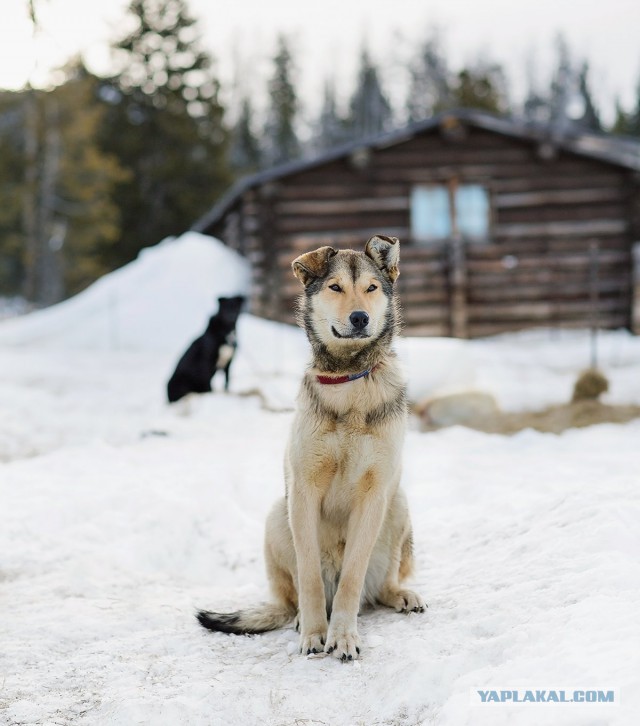 Собакочетверг
