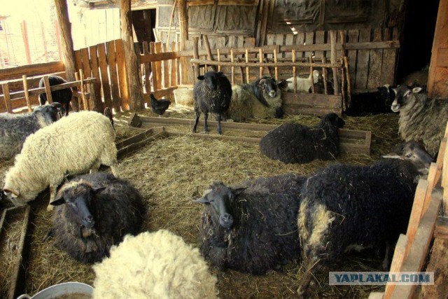 Сельскохозяйственный эксперимент ч. 7