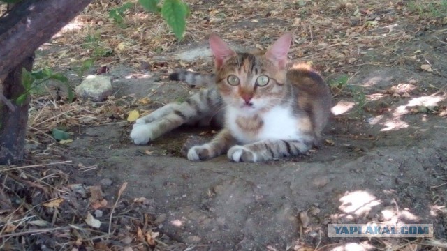 Котовторник 26.07 2016