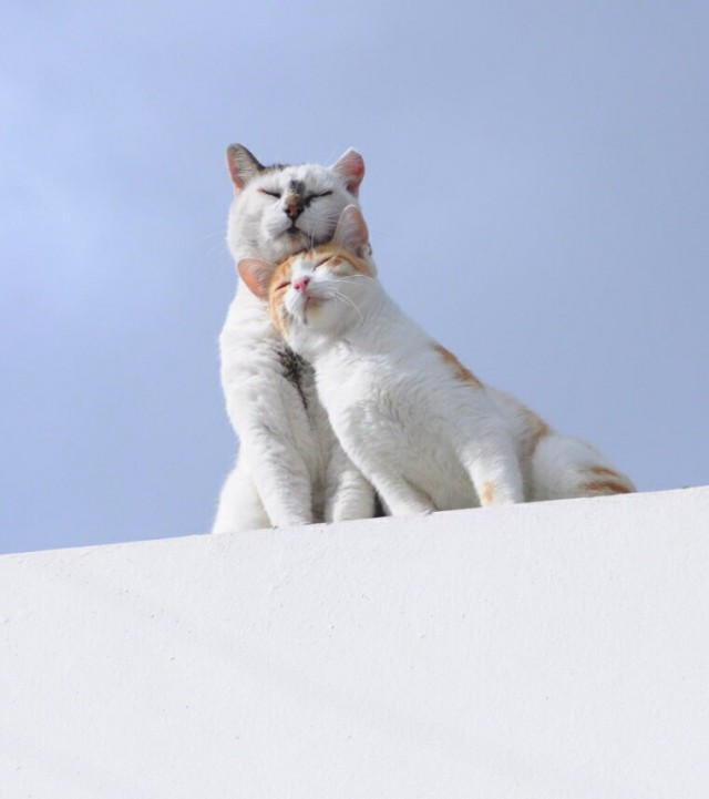 Коты и Кошки