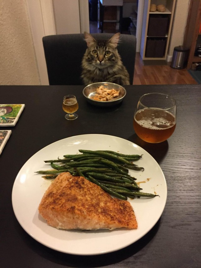 Коты и Кошки