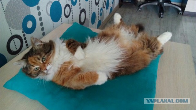 Котовторник 30.05.2017