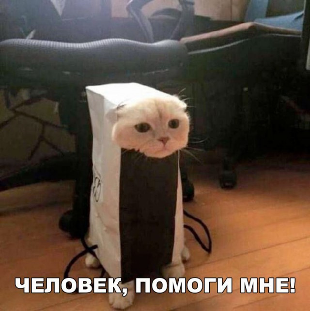 Коты и Кошки