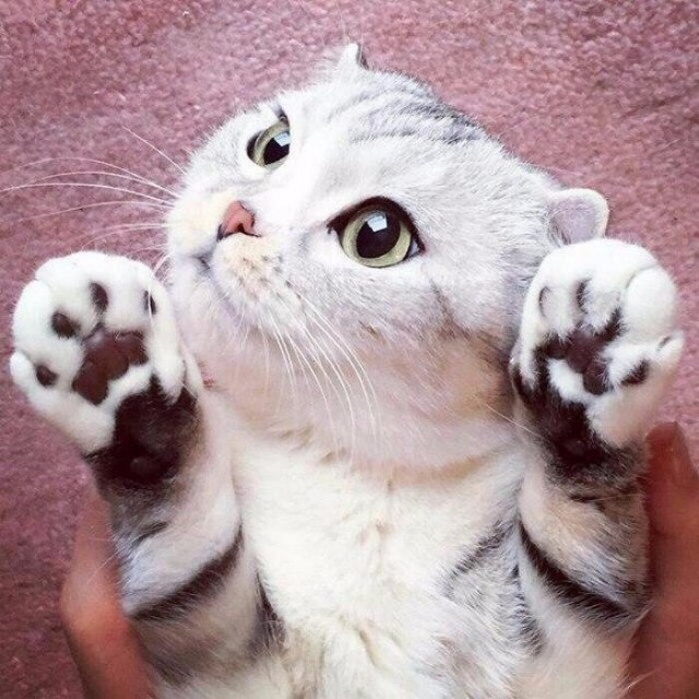 Коты и Кошки