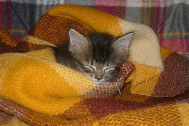 Котовторник на вторник, Котовторник
