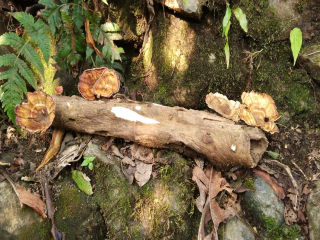 К живым мостам и обратно. Заметки из Индии