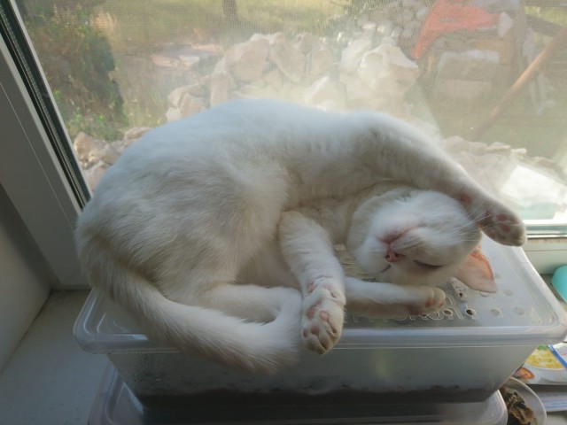 Котовторник 26.06.2018