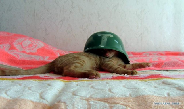 Кот в каске