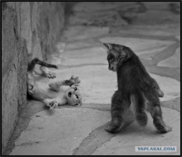 Уррааа! Котовторник на ЯПлакалъ!