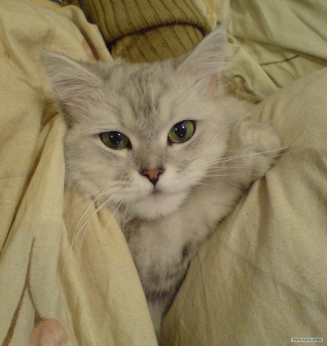 Котовторник 4.01.2011 - первый котовторник года