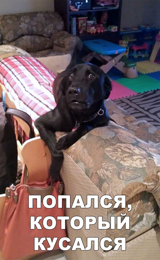 Милые животные. Мимиметр сломался