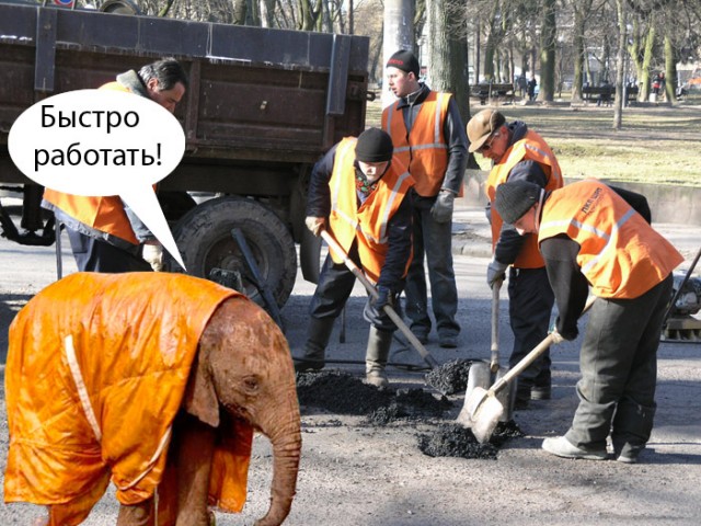 Детский сад для осиротевших слонят