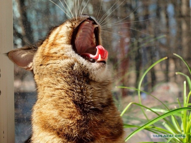 Котовторник так котовторник!