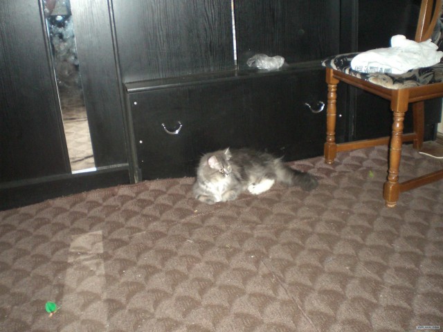 КОТОВТОРНИК (6.03.2012)