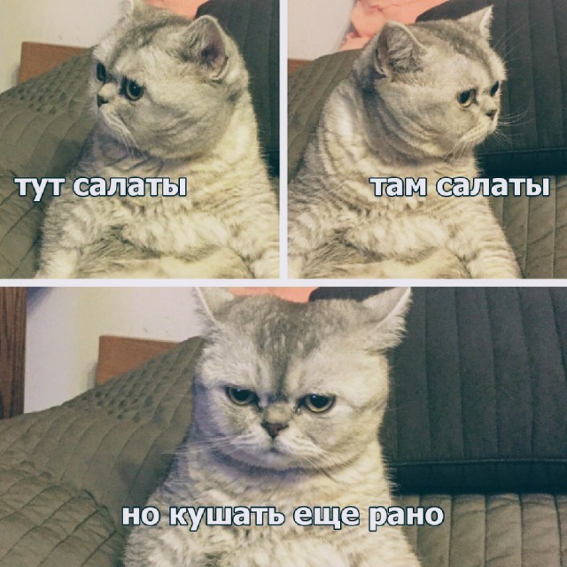 Прикольных котов пост