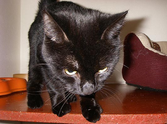 118 миль или кот-выживальщик