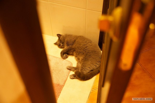 Диван для собаки