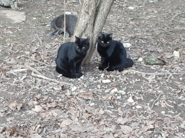 Забавные фото котеек