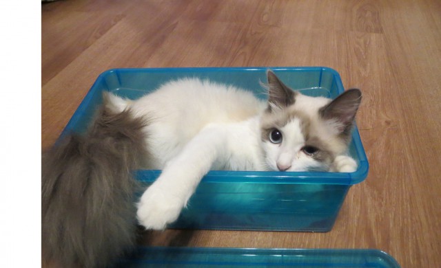 Кот вытесняет из дома. Что делать, помогите!