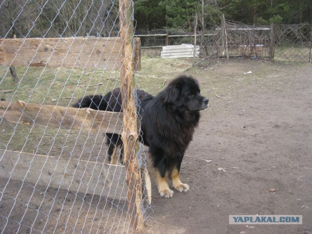 Жизнь домашнего приюта для котеек 280