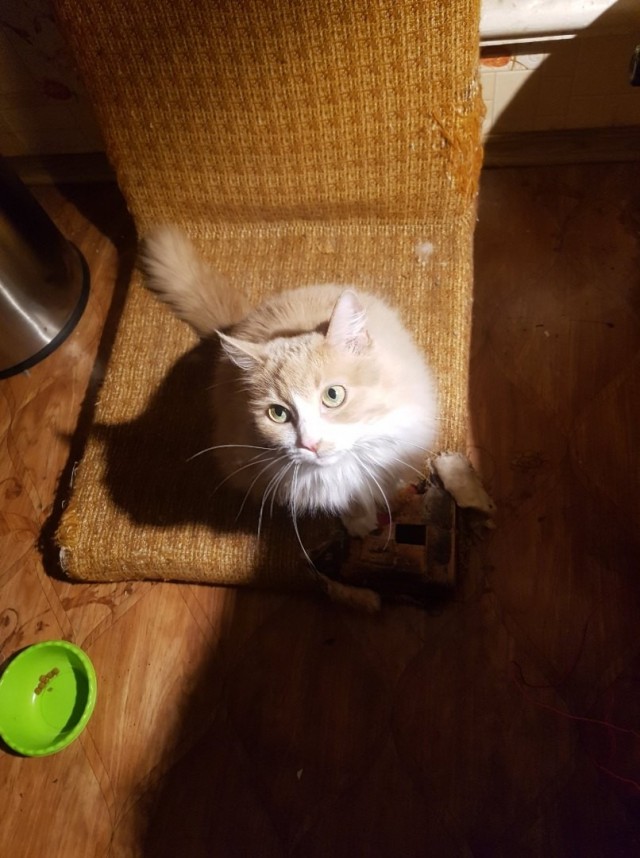 Котофеев пост
