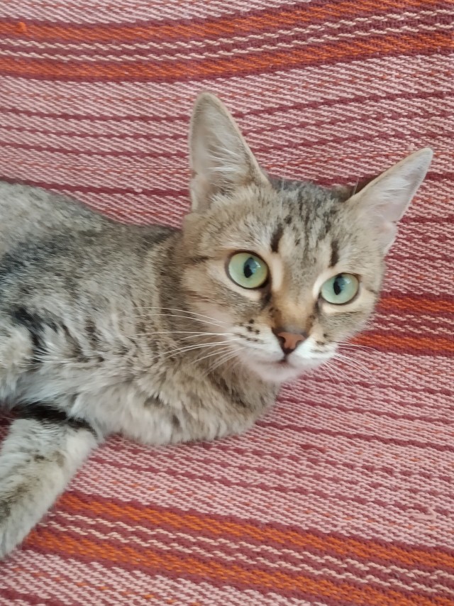 Давайте по котикам, которые с нами на самоизоляции