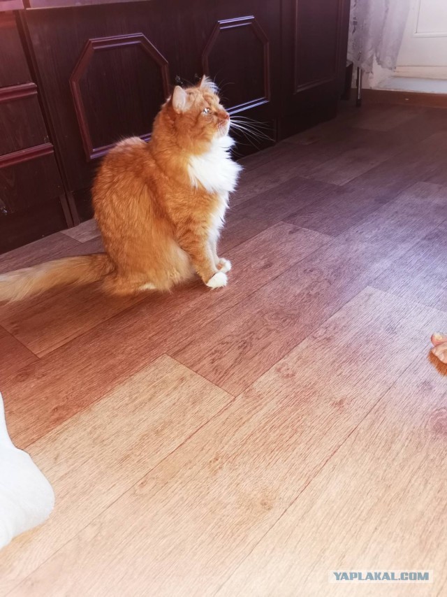 Давайте по котикам, которые с нами на самоизоляции