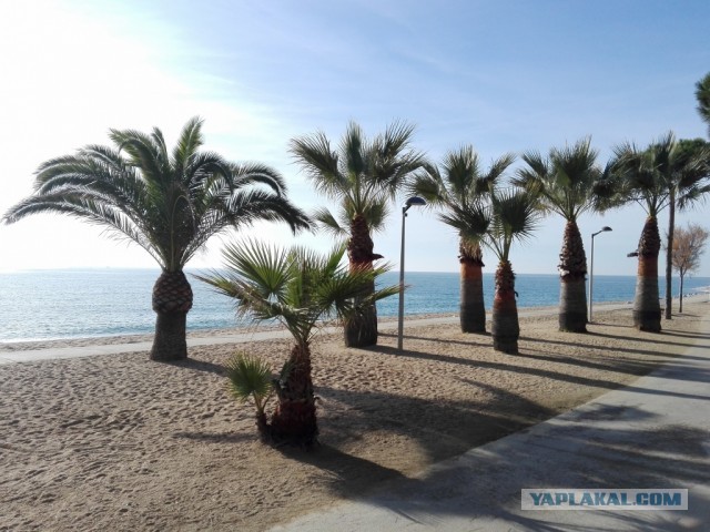 Треска с попугаями