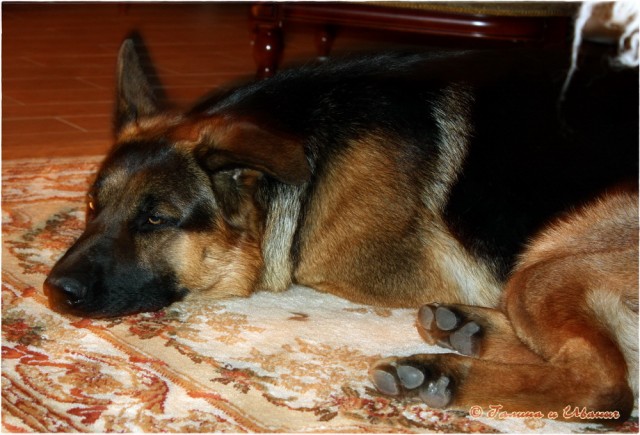 про Холодец, ... разговляемся