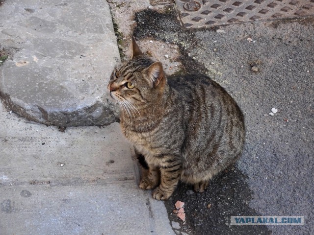 Котовторник. Немного сицилийских котов.