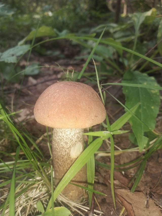 Про грибы и немного собаки