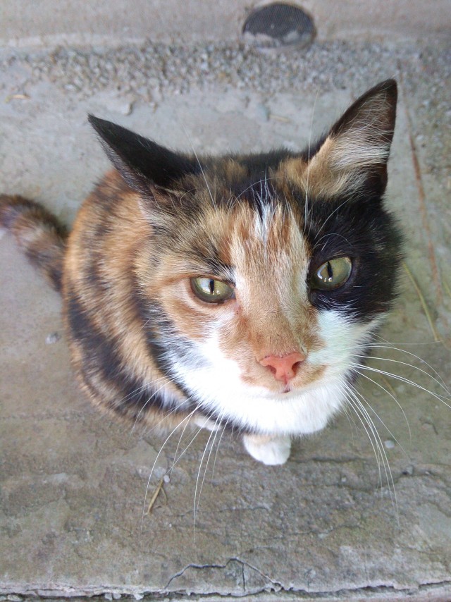 Котовторник