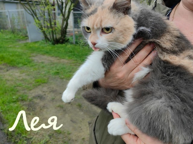 Жизнь домашнего приюта "Котоленд" 386