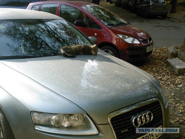 Котовторник 16.04.2013