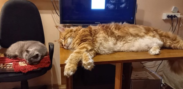 Позы для сна у кошек - что они означают?