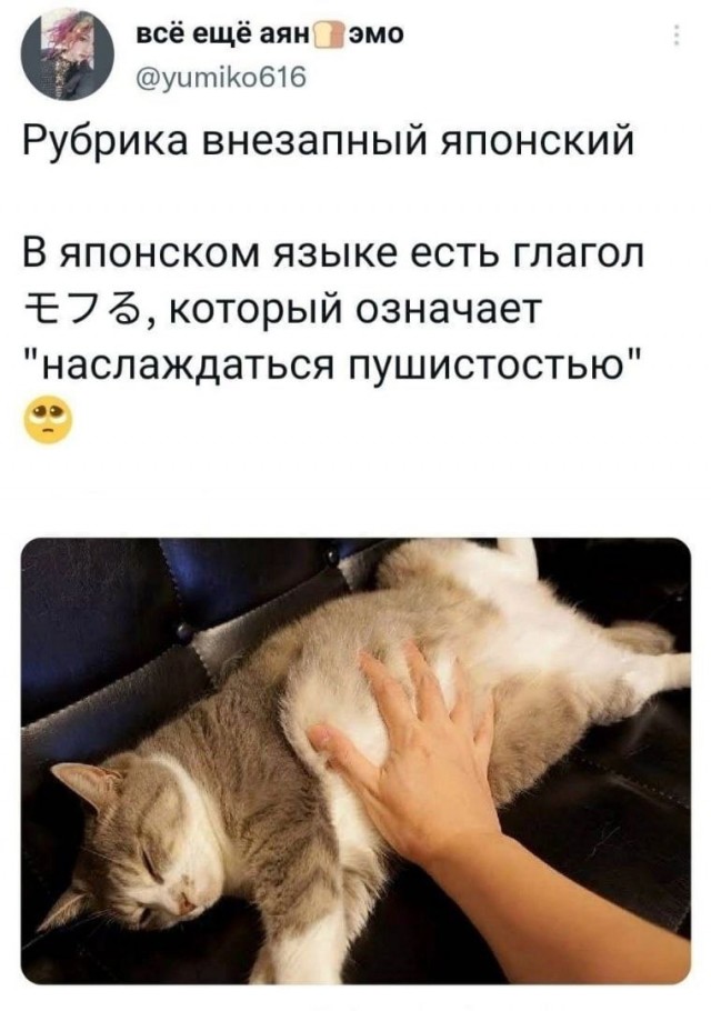 Котокартинки