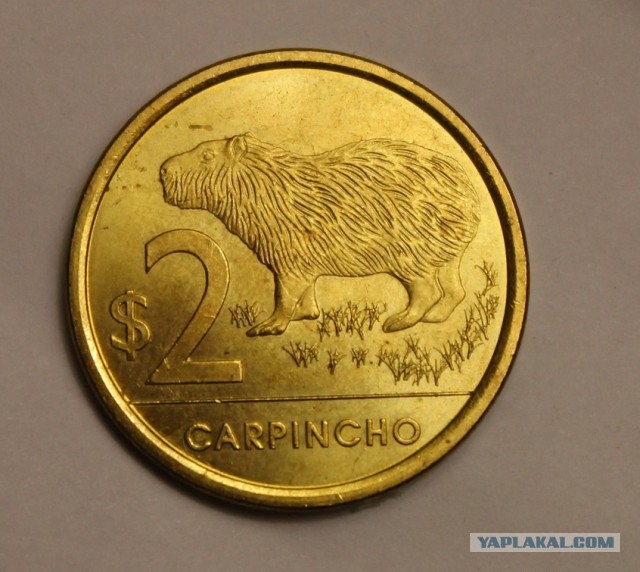 Знакомьтесь - капибары