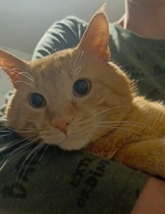 Кот с человеческим лицом.