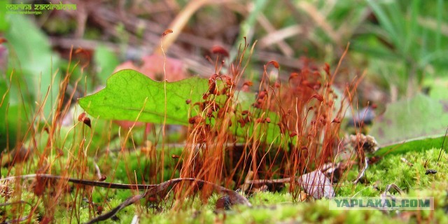 Немного летнего макро