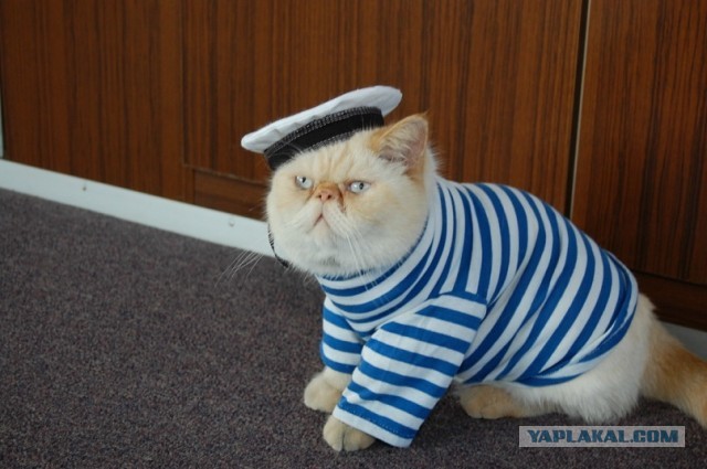 Полоска белая - полоска черная (синяя, зеленая и т.п.)