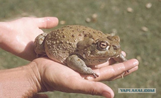 Братья наши младшие