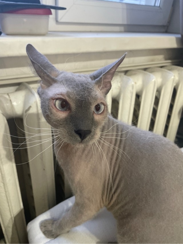 В защиту кошек породы Сфинкс канадский...