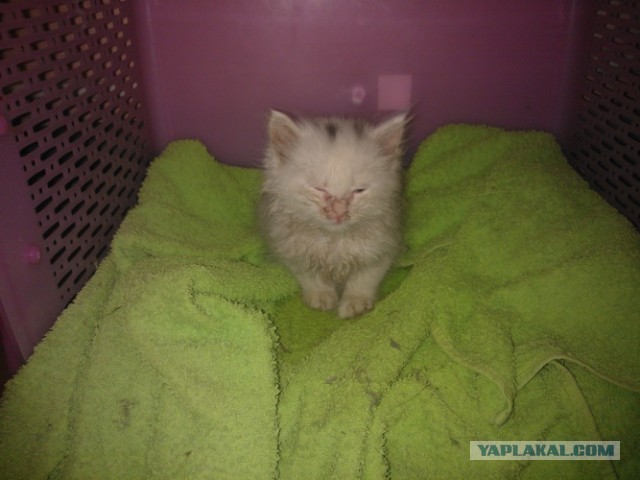 Котовторник 23.07.2013