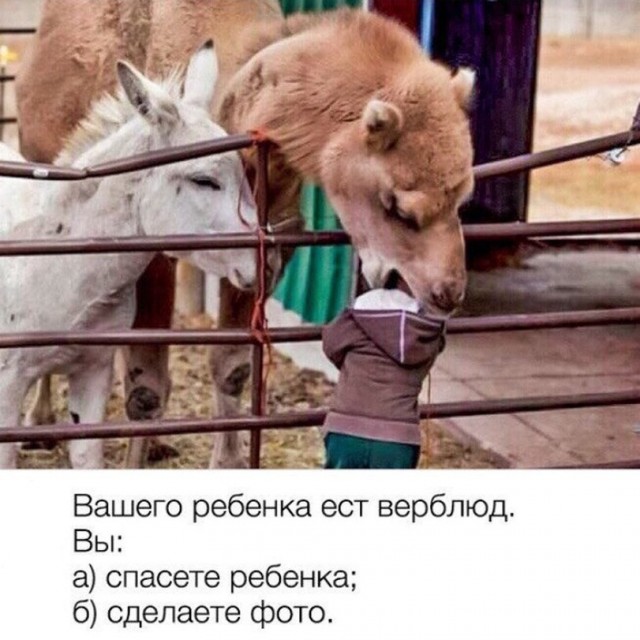 Так себе картинки 21.06.26