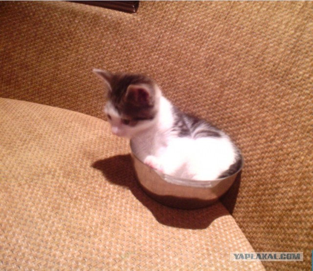 Котовторник  30.07.2013