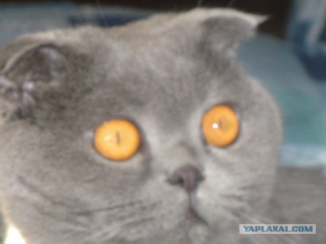 Котовторник  05.11.2013